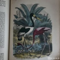 彩图版画插图本！19世纪Cassell出版《卡塞尔的流行自然历史卷3 ---鸟类》 （Cassell's pular Natural History Birds ）1册 漆布精装 书脊封面烫金轧花 书口刷金 内录近350幅版画插图 其中彩色版画14幅