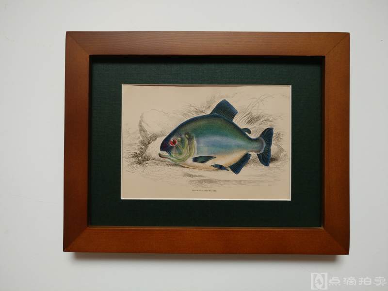 Lot11-19世纪欧洲手工上色铜版画-鱼