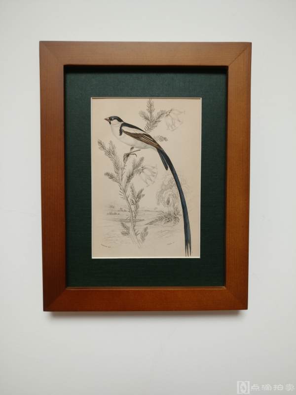 Lot12-19世纪欧洲手工上色铜版画-鸟类