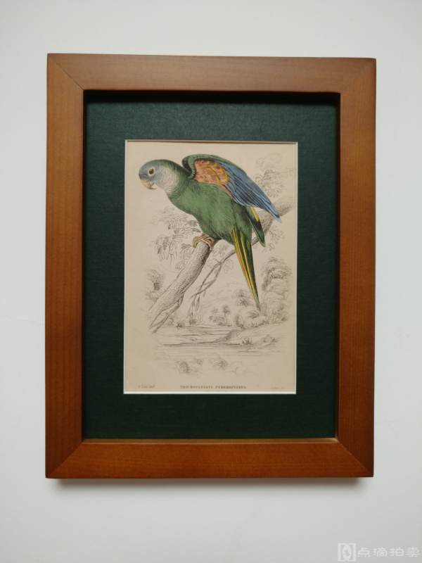 Lot13-19世纪欧洲手工上色铜版画-鸟类