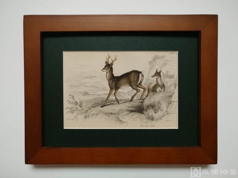 Lot3-19世纪欧洲手工上色铜版画-小鹿