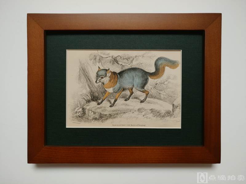 Lot5-19世纪欧洲手工上色铜版画-巴拉圭三色狐狸