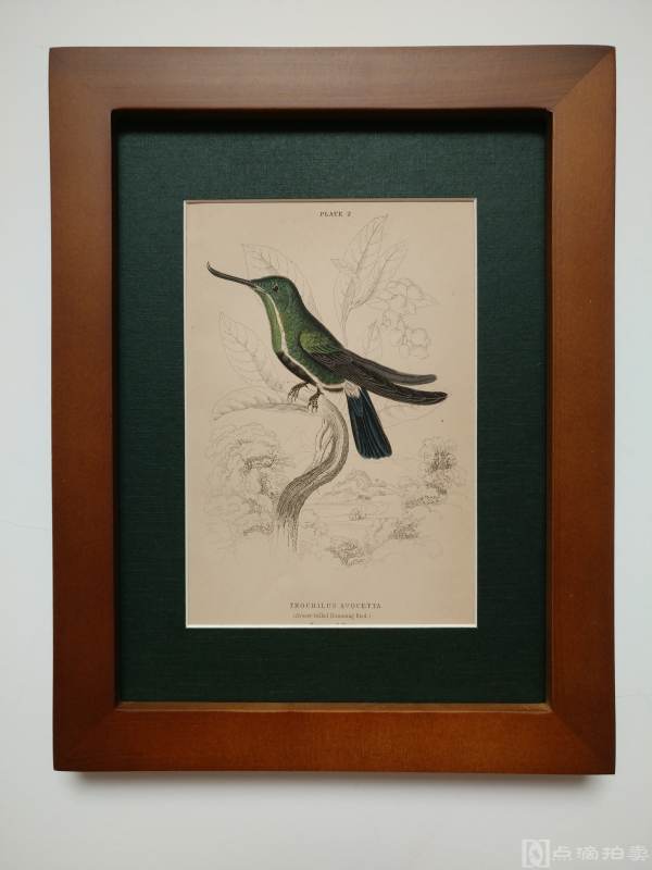 Lot4-19世纪欧洲手工上色铜版画-黄嘴蜂鸟