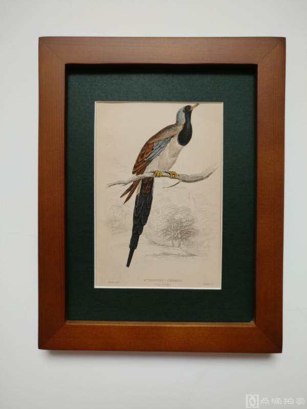 Lot8-19世纪欧洲手工上色铜版画-鸟类