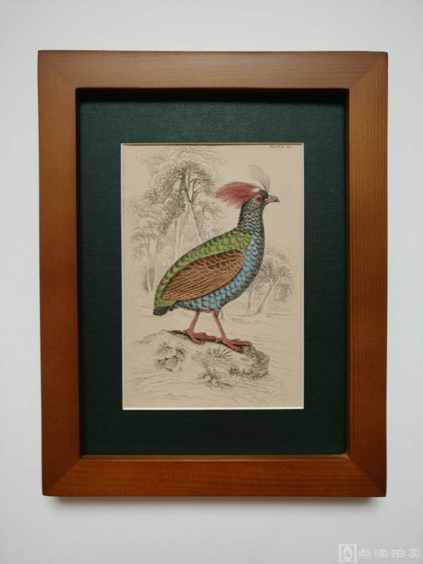 Lot7-19世纪欧洲手工上色铜版画-鸟类