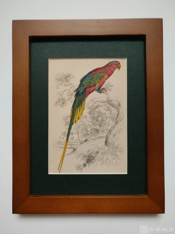 Lot1-19世纪欧洲手工上色铜版画-鹦鹉