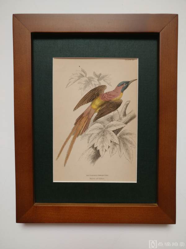 Lot5-19世纪欧洲手工上色铜版画-凤鸟