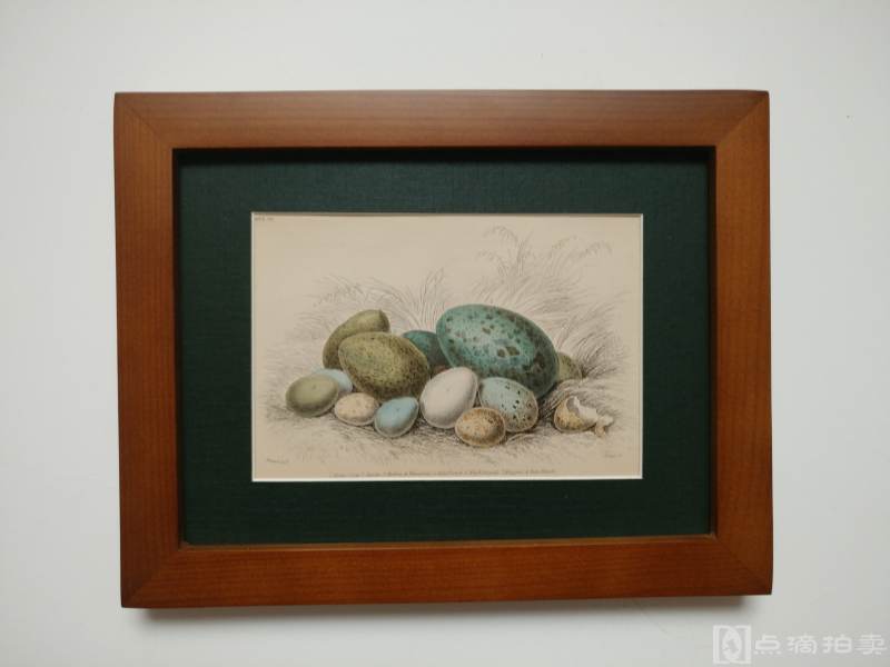 Lot2-19世纪欧洲手工上色铜版画-鸟蛋