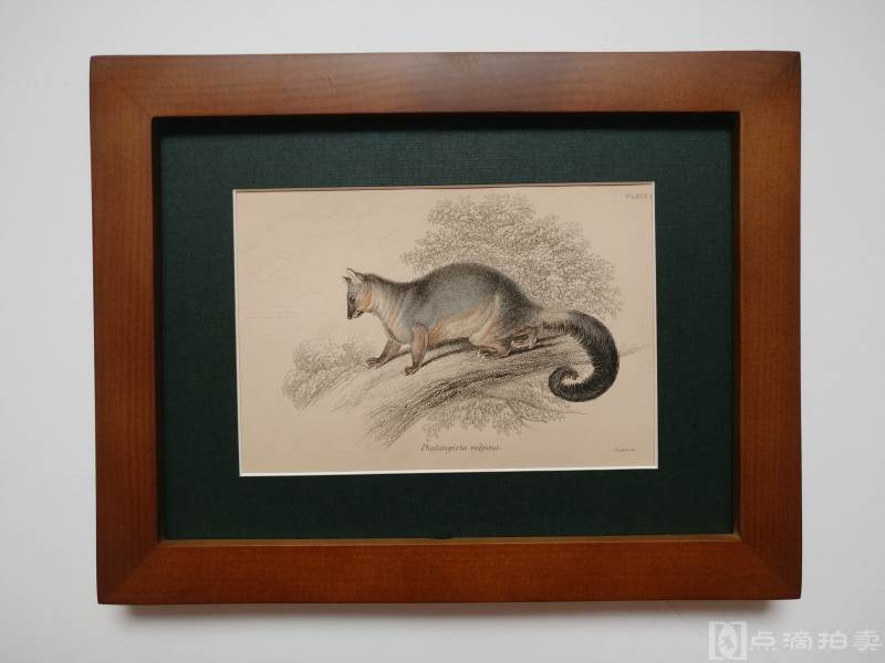 Lot6-19世纪欧洲手工上色铜版画-森林小动物