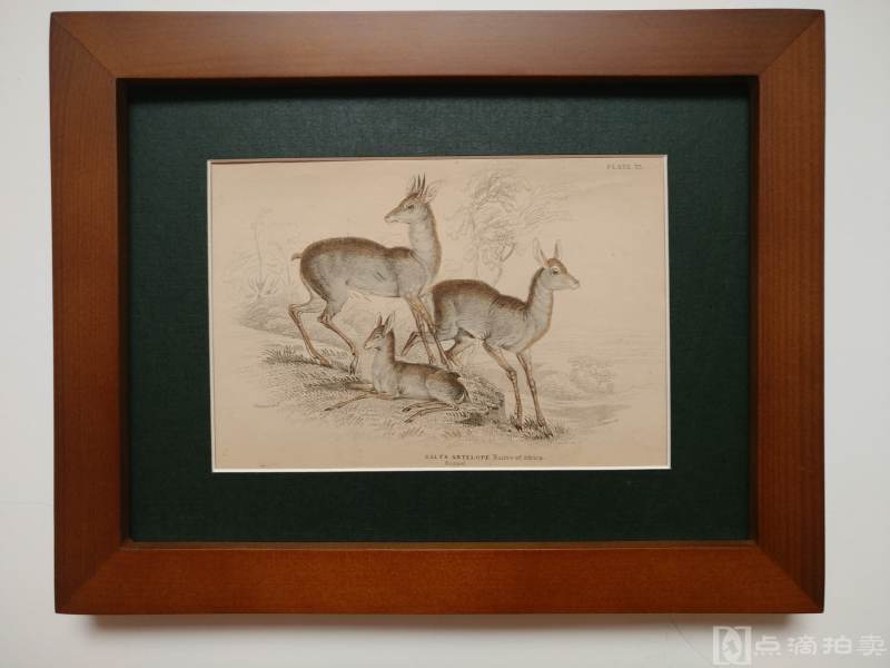 Lot3-19世纪欧洲手工上色铜版画-非洲盐羚羊