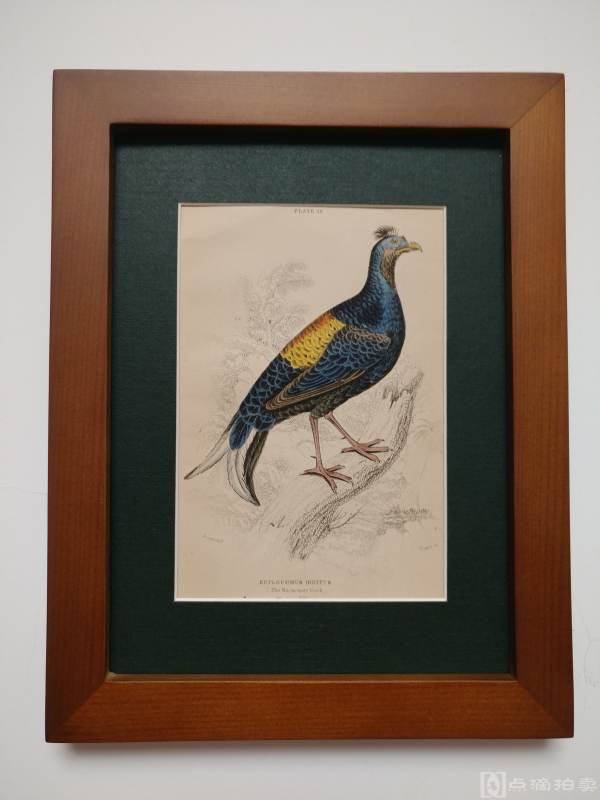 Lot9-19世纪欧洲手工上色铜版画-鸟类