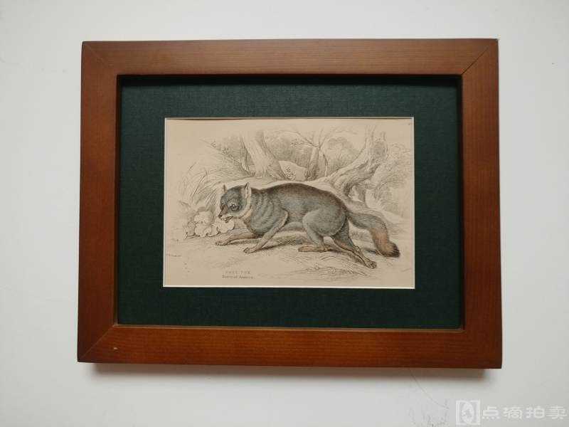 Lot8-19世纪欧洲手工上色铜版画-灰狐
