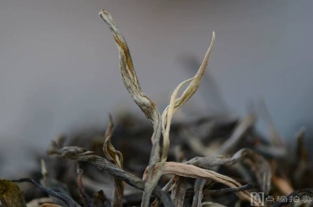 普洱茶生茶2019年勐海散茶500克起拍